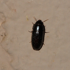 Pseudomorpha
