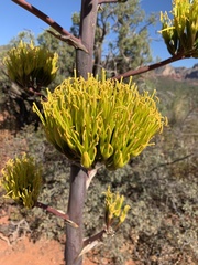 Agave chrysantha
