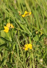 Lotus corniculatus