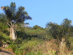 Syagrus pseudococos