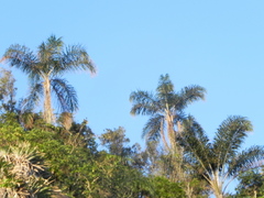 Syagrus pseudococos