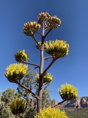 Agave chrysantha