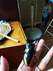 Odontolabis cuvera gestroi