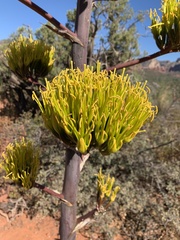 Agave chrysantha