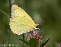 Colias alexandra
