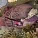 photo of California Seahare (Aplysia californica)