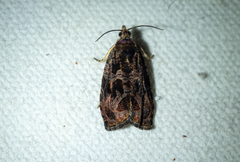 Olethreutes nigranum