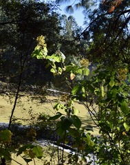 Rumfordia floribunda