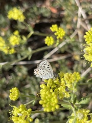 Euphilotes glaucon comstocki