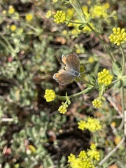 Euphilotes glaucon comstocki