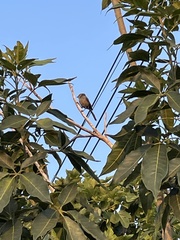 Psaltriparus minimus