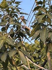 Psaltriparus minimus