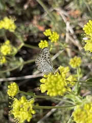 Euphilotes glaucon comstocki