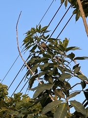 Psaltriparus minimus