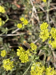 Euphilotes glaucon comstocki