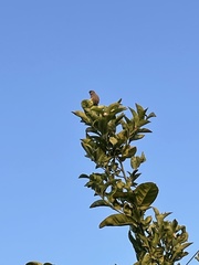 Psaltriparus minimus