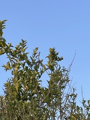 Psaltriparus minimus