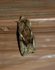 Autographa bimaculata