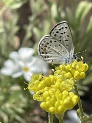 Euphilotes glaucon comstocki