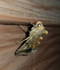 Autographa bimaculata