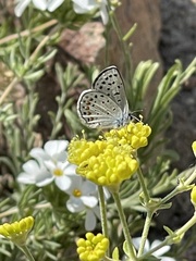 Euphilotes glaucon comstocki