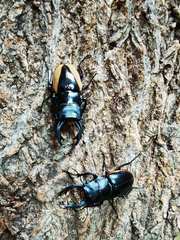 Odontolabis cuvera gestroi
