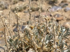 Oreocarya flavoculata