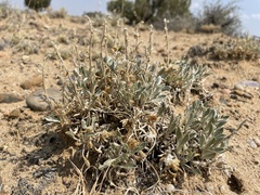 Oreocarya flavoculata