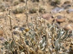Oreocarya flavoculata