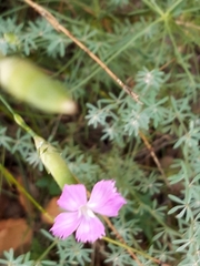 Dianthus longicaulis