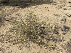 Brickellia oblongifolia