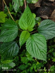 Urtica parviflora