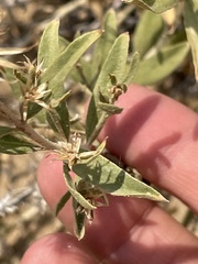 Brickellia oblongifolia