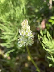 Triantha occidentalis