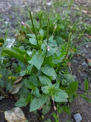 Epilobium roseum