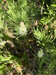 Triantha occidentalis