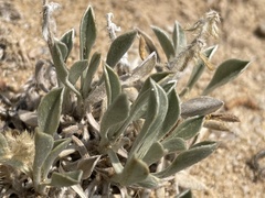 Oreocarya flavoculata