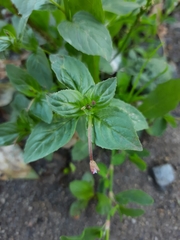 Epilobium roseum