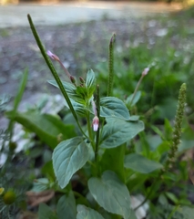 Epilobium roseum