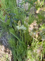 Triantha occidentalis