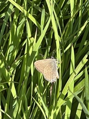 Satyrium saepium chalcis