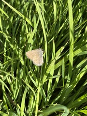 Satyrium saepium chalcis