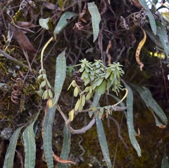 Peperomia leptophylla