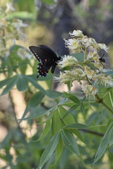 Aesculus glabra arguta