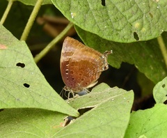 Arhopala madytus