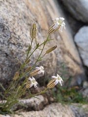 Silene sargentii