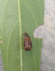 Lepidoptera