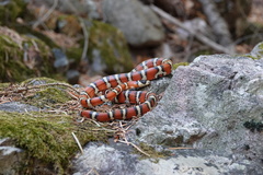 Lampropeltis knoblochi