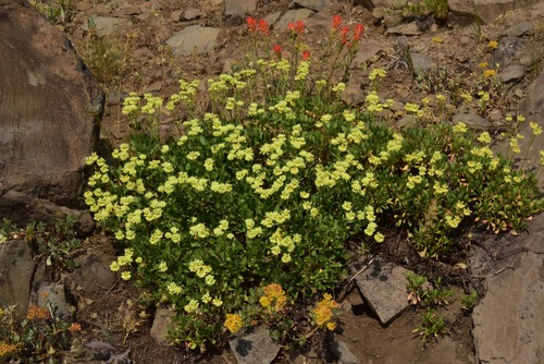 Eriogonum umbellatum var. glaberrimum