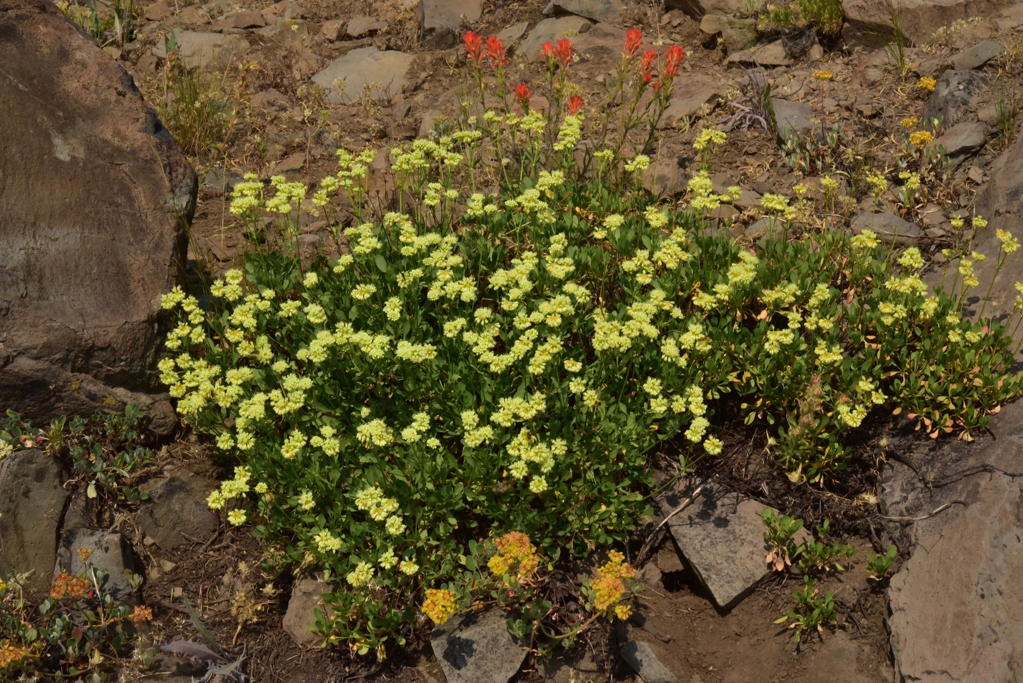 Eriogonum umbellatum var. glaberrimum